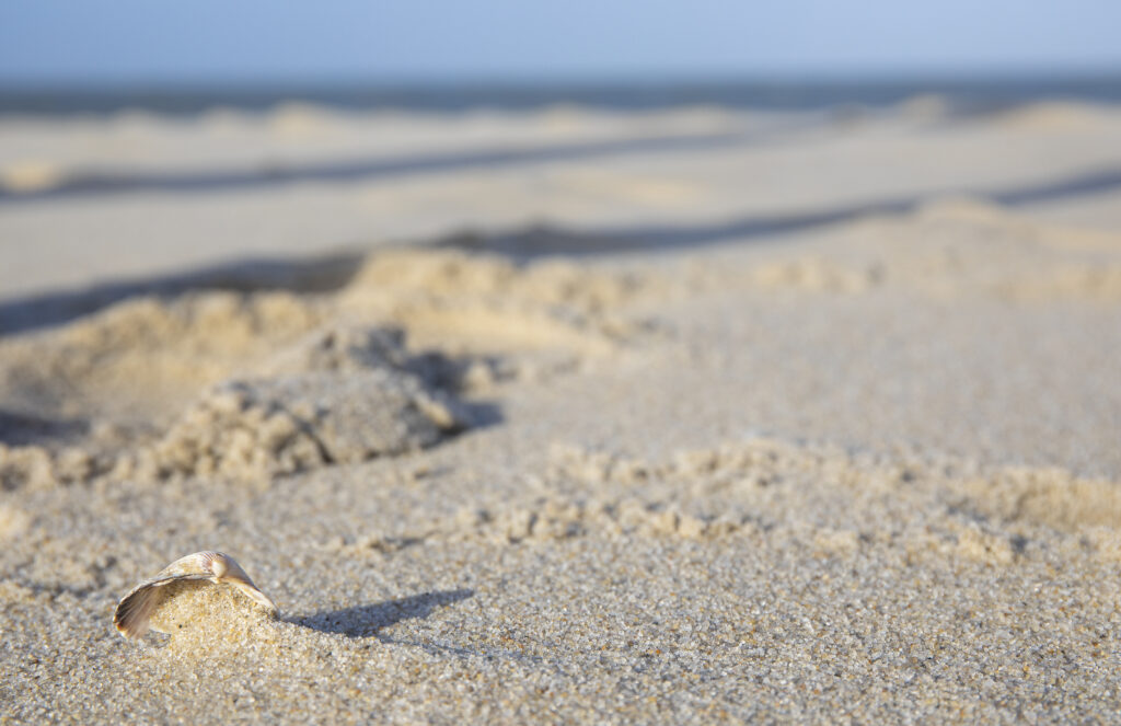 Muschel am Strand von Sylt