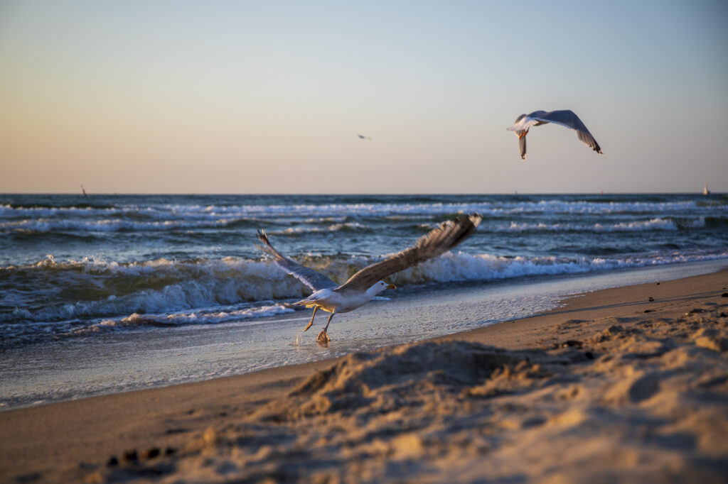 2 wegfliegende Möwen am Strand der Ostsee